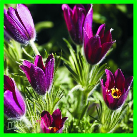 Pulsatilla vulgaris "Rote Glocke" - poniklec obyčajný